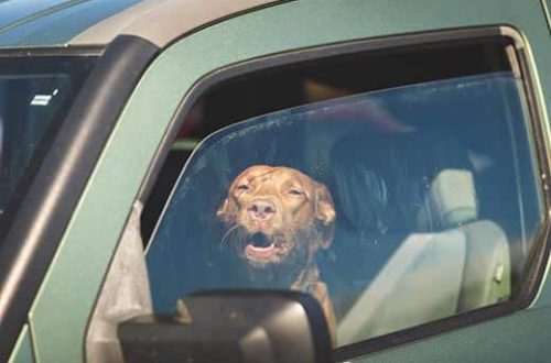 Can I leave my dog ​​in the car: Concerns about heat and cold