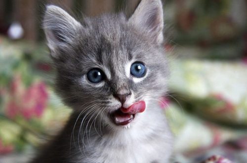 Can kittens eat dry food?
