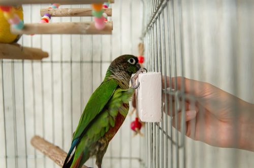 Can parrots have strawberries, cherries and dandelions