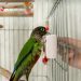 What parrots babble about: a new study by ornithologists