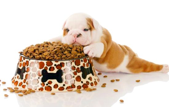 Can puppies eat dry food?