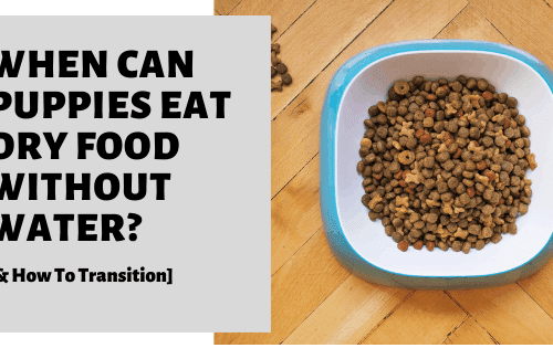 Can puppies eat dry food?