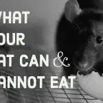 Can rats have cheese, milk, cottage cheese and other dairy products