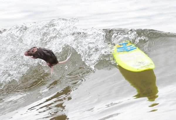 Can rats swim (wild and domestic)?