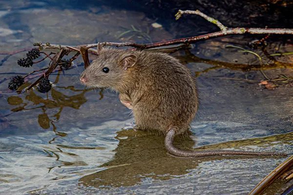Can rats swim (wild and domestic)?