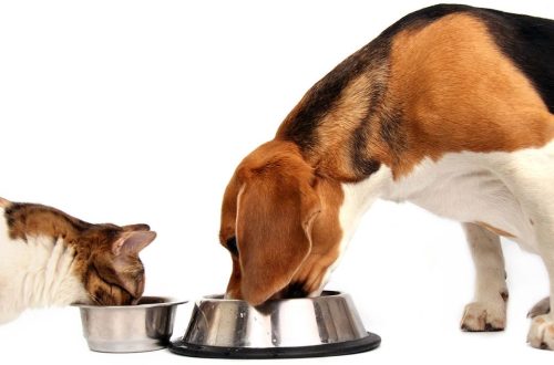 Can you feed your dog and cat the same food?