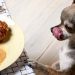 Proper nutrition for dogs: two important principles