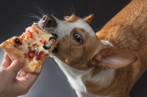 Can you give a dog pizza