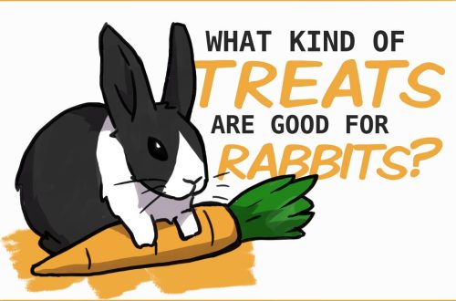 Can you give pet rabbits sweets?
