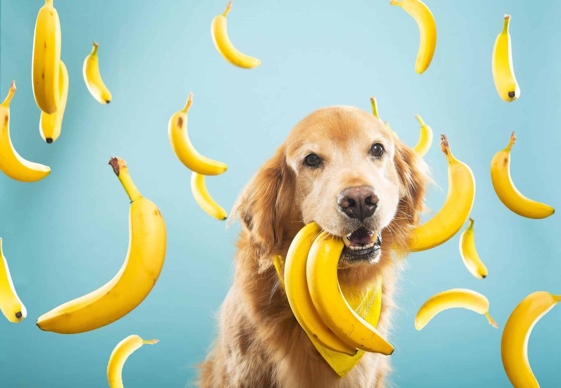 Can you give your dog bananas?