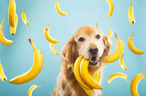 Can you give your dog bananas?