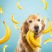 Do dogs need fiber and why?