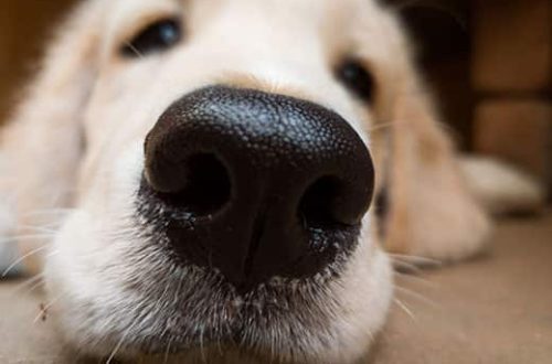 Can you touch a dog&#8217;s nose?
