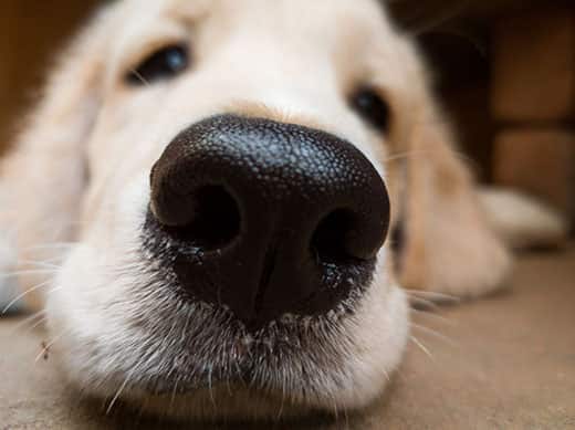 Can you touch a dog&#8217;s nose?