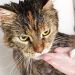 What to do if the cat is poisoned: signs and first aid