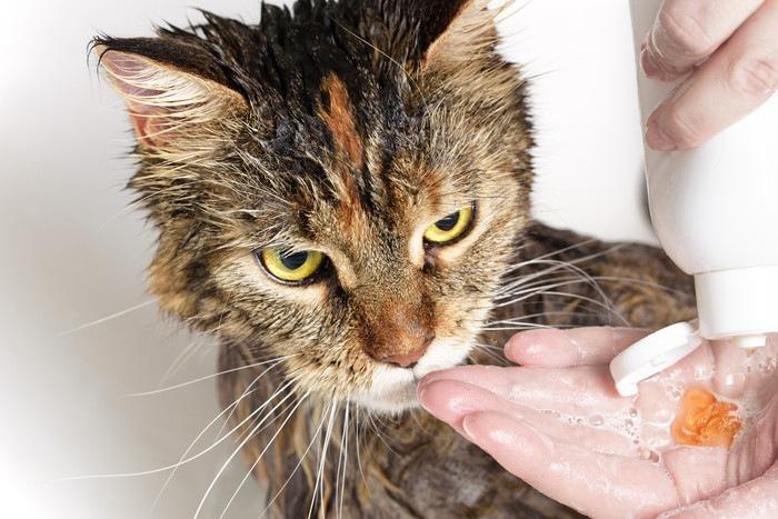 Can you wash your cat with dog shampoo?