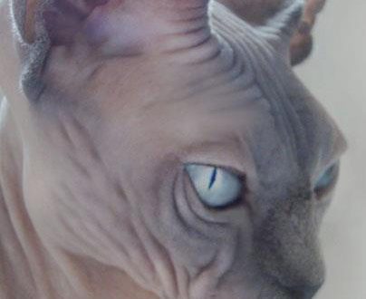 Canadian Sphynx: velor miracle