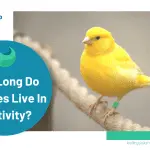 Canaries: how many years do these birds live in captivity and features of breeding and care