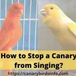Canary singing: how to teach why you stopped singing and other information