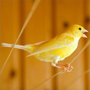 Canary singing: how to teach why you stopped singing and other information
