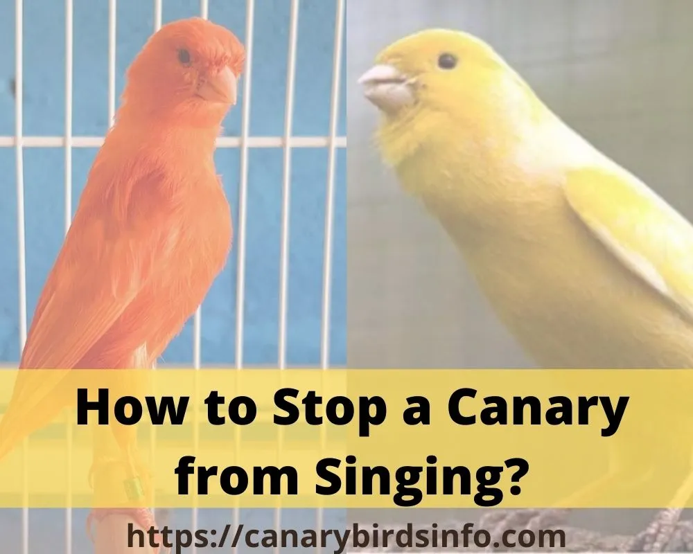 Kanaari laulmine: kuidas õpetada, miks sa laulmise lõpetasid, ja muud teavet