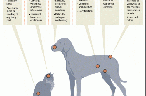 Cancer in Dogs: Causes, Diagnosis and Treatment