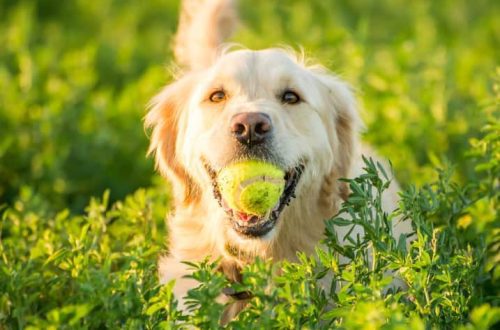 Canine Genetics: Nutrigenomics and the Power of Epigenetics