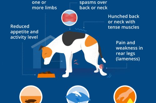 Canine Intervertebral Disc Disease (BDMD): Symptoms, Diagnosis, Treatment, and More