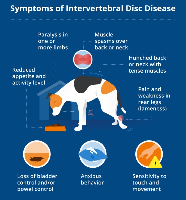 Canine Intervertebral Disc Disease (BDMD): Symptoms, Diagnosis, Treatment, and More