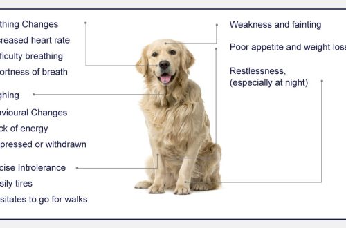 Cardiomyopathy in a dog: symptoms and treatment