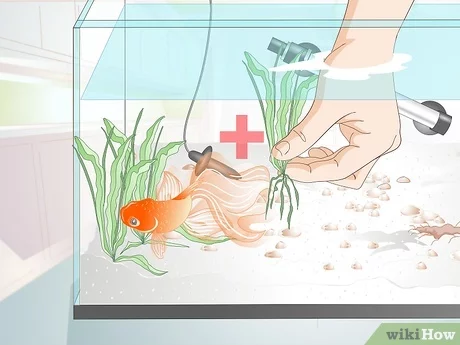 Care and maintenance of goldfish, their breeding and spawning