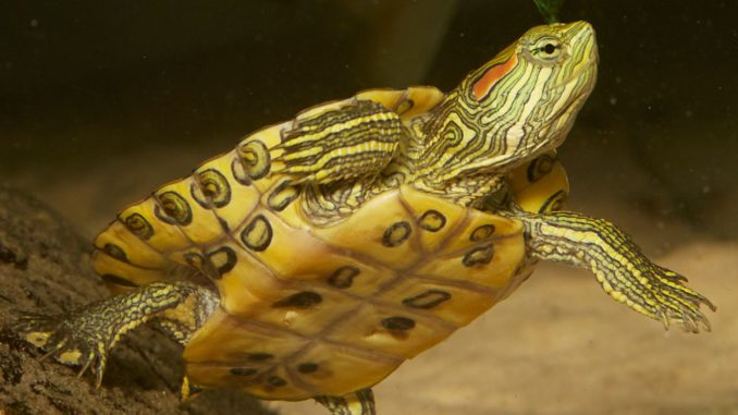 Care and maintenance of the red-eared turtle at home, how to properly care for and feed a pet