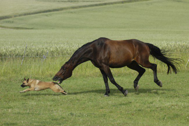 Carefully! Next to the horse!