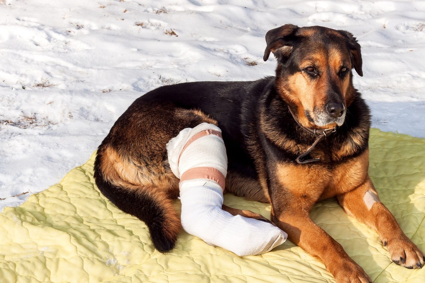 Caring for a dog with a broken leg