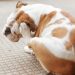 Temperature in dogs: when to worry