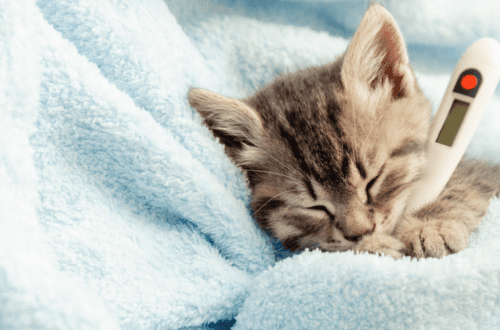 A cura di un gattino malatu