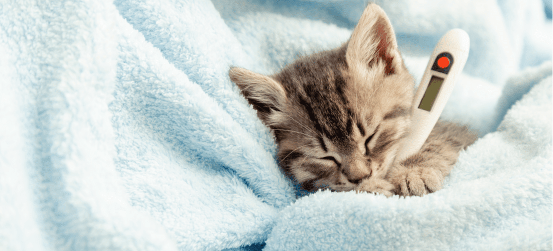 Caring for a sick kitten