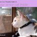 Features of keeping cats in winter and maintaining their activity