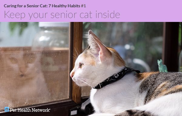 Caring for an older cat: accessories and lifestyle changes