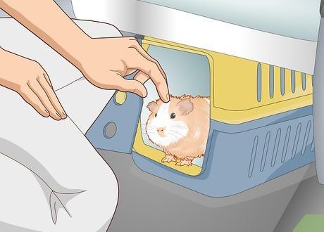 Carrier for a guinea pig and rules for transporting a pet in transport