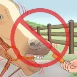 Carrots for a horse – how much and why?