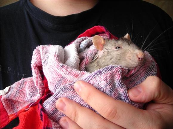 Castration and sterilization of male and female rats