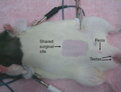 Castration and sterilization of male and female rats