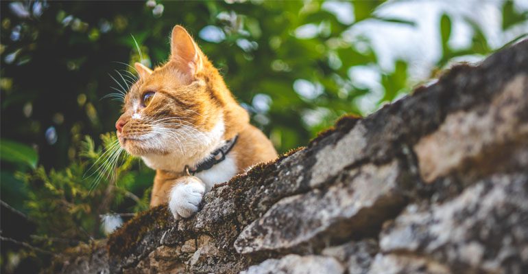 Cat activity and safety outdoors in summer