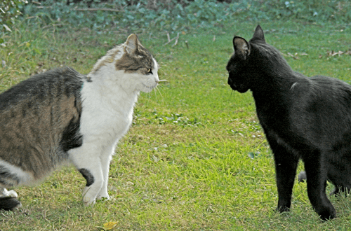 Cat aggression towards another cat: what is it and how to deal with it