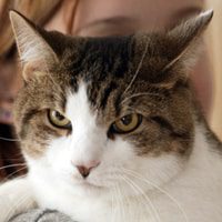Cat aging and its effects on the brain