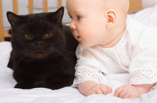 Cat and newborn baby