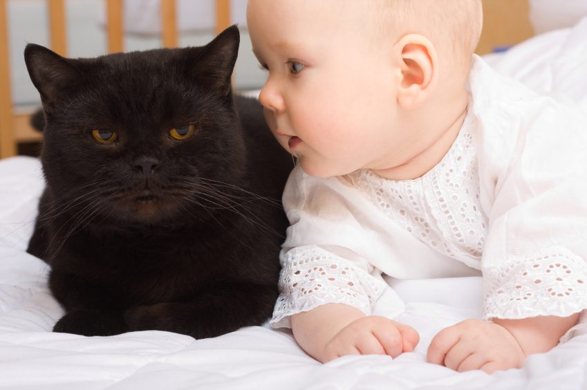 Cat and newborn baby