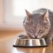 How to feed a cat and how to pamper her
