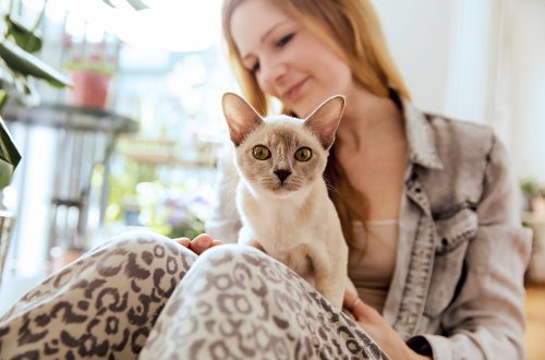 Cat breeds: how to identify the most affectionate and kind individuals among a huge number of representatives